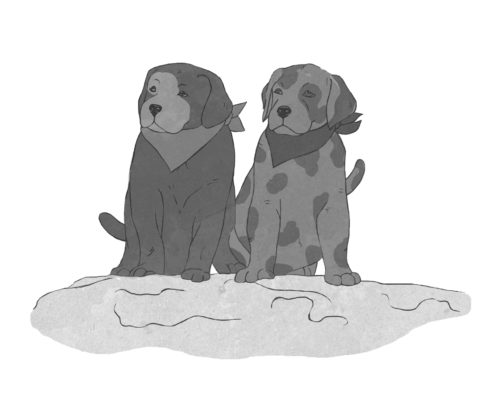 Illustration Hundewelpen aus dem Buch Applejucy